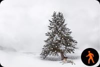 Ảnh Động Cây Thông Và Chú Chó Trong Tuyết Mẫu Nền Thư