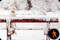 Ảnh Động Chú Chó Trên Băng Ghế Tuyết Mẫu Nền Thư