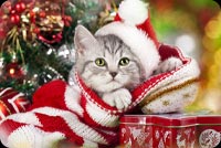 Mèo Con Đội Mũ Đỏ Noel Mẫu Nền Thư