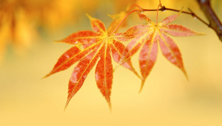 PHOTO  Tuyển tập hình nền chủ đề lá rụng mùa thu tuyệt đẹp cho BlackBerry   Cộng đồng BlackBerry Việt Nam