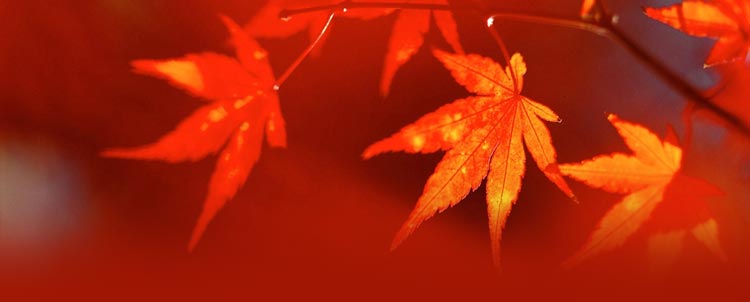 Mẫu Nền Thư Lá Đỏ Mùa Thu - Nền lá đỏ 2024: Khám phá mùa thu rực rỡ với mẫu nền thư lá đỏ cực kỳ đẹp mắt! Chỉ cần một cái nhìn, bạn sẽ bị cuốn hút bởi sắc đỏ của lá và không khí se lạnh trong lành của mùa thu. Ngay lúc này, hãy tìm kiếm hình ảnh liên quan và cùng khám phá cảm giác mê hoặc này nào!