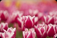 Hoa Tulips Mẫu Nền Thư