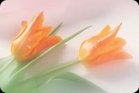 Trang Nhã Hoa Tulip Mẫu Nền Thư